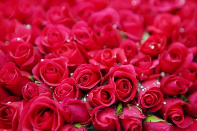 Kenyas Flower Industry Faces Challenges Amid Valen